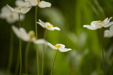 Yumuşak bahar beyaz şakayık çiçekleri yakın plan koyu doğal arkaplanda.