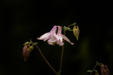 Karanlık bir arka planda ince saplı zarif bir çiçek. Aquilegia vulgaris