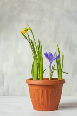 Bahar çiçekleri ve nergislerle dolu tencere..