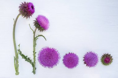 Farklı türde süt devedikeni çiçekleri. Sapta çiçek, tomurcuk, beyaz ahşap arka planda çiçek başı.