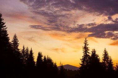 Köknar ağaçlarının siluetleri ve dramatik bir günbatımı gökyüzünün arka planında bir dağ zirvesi.