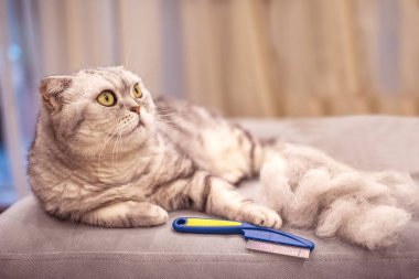 Çizgili gri kedi ve yakınlarda bir kürk yığını. Hayvan bakımı, saç kesimi, tarama, bakım. Hayvanların ardından evi temizlemek..