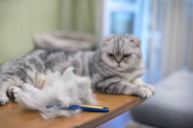 Çizgili gri kedi ve yakınlarda bir kürk yığını. Hayvan bakımı, saç kesimi, tarama, bakım. Hayvanların ardından evi temizlemek..
