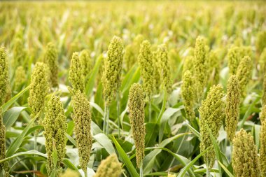 Tarlada tahıl tarlası tarlası. Sorghum ile tarla.
