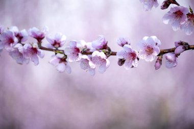 Bahçede çiçek açan şeftali ağacının pembe çiçekleriyle güzel narin dalları.