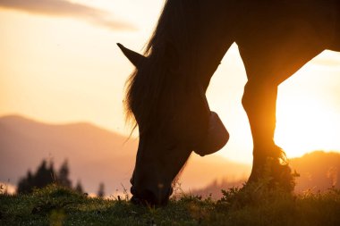 Bir at şafak vakti dağlarda yeşil bir çayırda otluyor. Şafak vakti dağların muhteşem manzarası ve vadide yeşil dağların yamaçları ve yükselen güneş arasındaki sis..