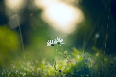 Sabahın köründe bir çiyin içinde bir çift papatya.