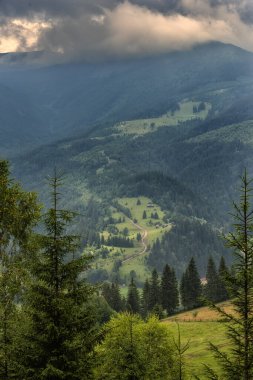 Ladin ormanlı yeşil yaz dağı. Ormanın kozalaklı dallarının arasından sisli bulutların içindeki yeşil dağların manzarası.