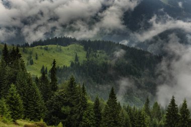 Ladin ormanlı yeşil yaz dağı. Ormanın kozalaklı dallarının arasından sisli bulutların içindeki yeşil dağların manzarası.