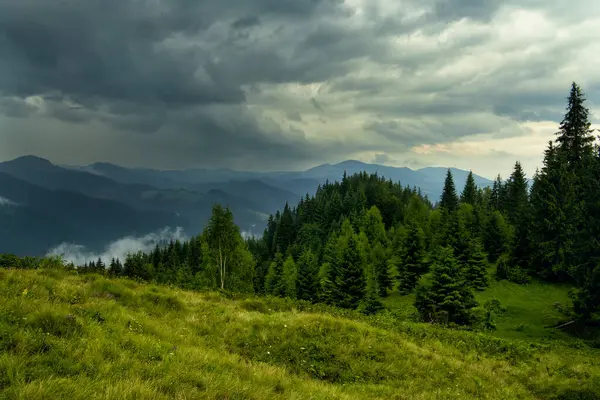 Ladin ormanlı yeşil yaz dağı. Ormanın kozalaklı dallarının arasından sisli bulutların içindeki yeşil dağların manzarası.