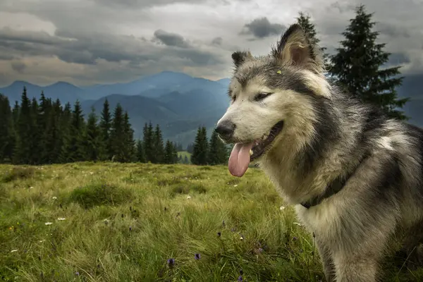Malamute dog in the mountains. Mountain summer landscape and a dog on a green meadow.