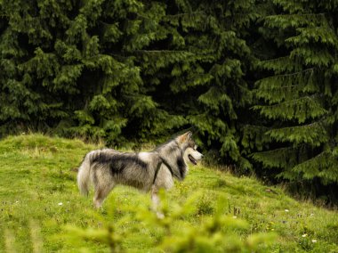Ormandaki köknar ağaçlarının arasındaki bir köpek..