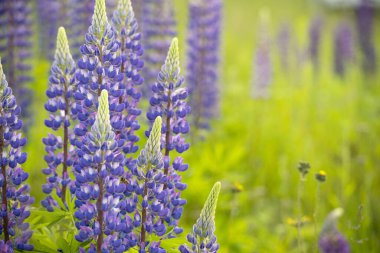 Çiçekli leylak çiçekli pembe lupinler.