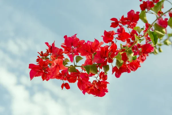 bright red color of bougainvillea grapes. Flowers and plants of the Mediterranean