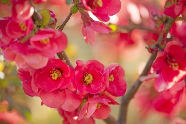 Japon ayva çalılarının yemyeşil çiçekleri. Parlak kırmızı çiçekler. yakın plan