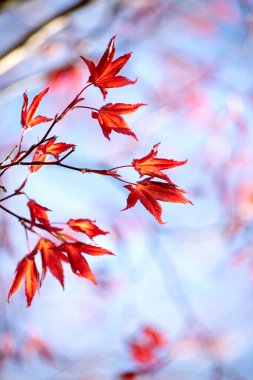 Kırmızı genç akçaağaç, ilkbaharın başlarında mavi gökyüzüne karşı ayrılıyor. Seçici odak.