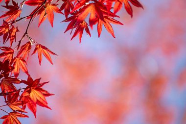 Kırmızı genç akçaağaç, ilkbaharın başlarında mavi gökyüzüne karşı ayrılıyor. Seçici odak.