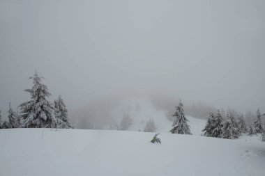 Dağlardaki bir ormanda kış manzarası. Kar Fırtınası.