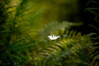 Ormandaki eğreltiotlarının arasında papatya çayı.