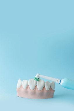  Elektrikli diş fırçası dişleri temizler. Mavi arkaplanda diş fırçası ve alçı çene modeli.