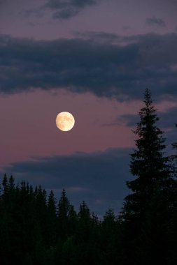 Gece fotoğrafı. Koyu köknar ağaçları ve dolunay siluetleri. Süper dolunay.
