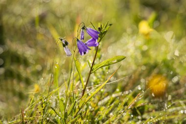 Vahşi çiçekler sabah çiyinde çayırda leylak çanları