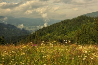 Yaz dağı manzarası. Yeşil dağların arka planında çiçek açan yabani çiçeklerle. 