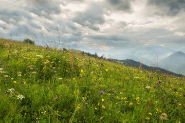 Yaz dağı manzarası. Yeşil dağların arka planında çiçek açan yabani çiçeklerle.