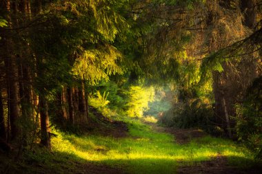 Ladin Ormanı 'ndaki patika. Sabahın erken saatlerinde kozalaklı ormanlarda güneş ışınları dalların arasından süzülüyor.