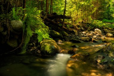 Karanlık, sık bir ormanda tatlı bir dere ve taşların üzerinde eğrelti otu.