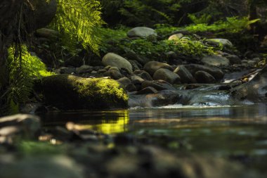 Karanlık, sık bir ormanda tatlı bir dere ve taşların üzerinde eğrelti otu.