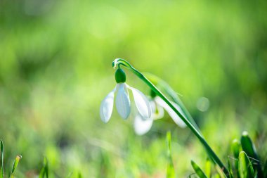Narin çiçek çuha çiçeği kar damlası sıcak güneş ışığında çimlerin üzerinde.