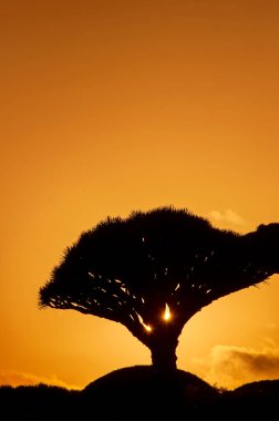 Gün batımında vadide inanılmaz ejderha ağaçlarının siluetleri. Socotra Adası. Yemen. Vahşi yerlerde eşsiz yolculuklar..