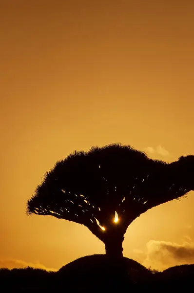 Silhouettes of amazing dragon trees in the valley at sunset. Socotra Island. Yemen. unique journeys through wild places.