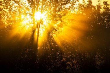 Güneş, sisli bir yaz sabahında bir ağacın dallarında ışıldar. Muhteşem sabah güneşi