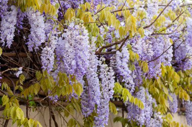 Çiçek açan leylak salkımları..