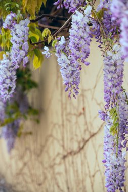 Çiçek açan leylak salkımları..