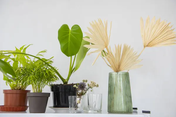 green indoor flowers in pots and dry branches of palm tree moldings in a vase against a white wall