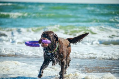 Büyük siyah bir köpek denizdeki dalgalarda oynuyor..