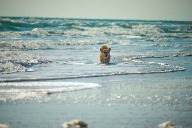 Corgi köpek denizde dalgalarda koşar.