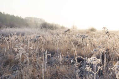 Ayaz mevsiminde narin çiçekler. Temiz havada güzel bir sabah. Buz ve siste dondurucu bir sabah. Yumuşak odak.