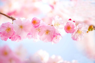 Narin kiraz çiçekleri. Pembe çiçekler kapanıyor