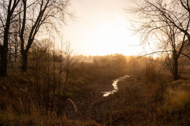 Sis sonbaharın sonlarına doğru, sarı sisli ağaçların arasında küçük bir dere...
