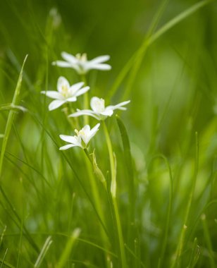 Bahar ve güneşli bokeh çayırlarda yemyeşil kır çiçekleri açar.