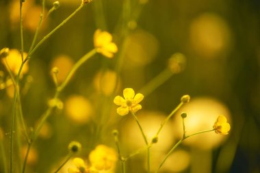 Çayırdaki parlak tarla sarısı çiçekleri. 