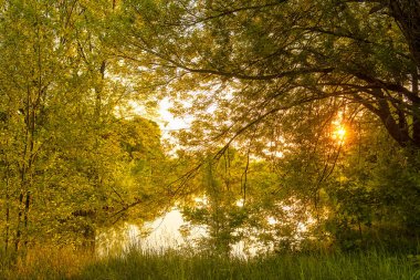 İlkbahar ve güneşin ilk zamanlarında doğal güneşli orman