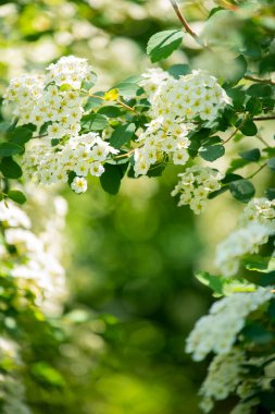 Dalların yemyeşil dalları ile Spiraea Wangutta 'nın beyaz çiçekleri. Bahar güneşli bahçe.