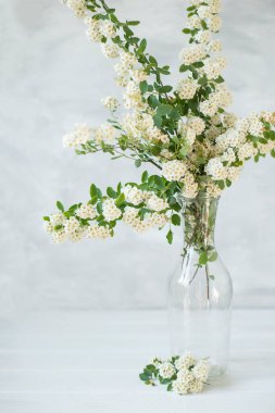  Şeffaf bir şişede beyaz çiçeklerle açan dallar. Sanatsal iç aydınlatma fotoğrafı. poster Çok yumuşak odak.