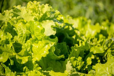 Bahçe yatağında yeşil salata yaprakları. Doğal tarım ürünü. yemyeşil büyüme.