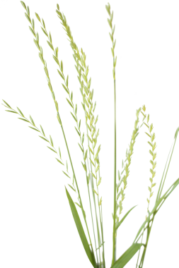 Beyaz arka planda yeşil çim kulaklar. Beyaz üzerine izole edilmiş. png biçimi şeffaf